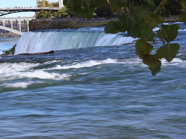 Leaves from tree above Niagara Falls