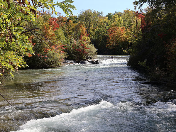 Fall colors of leaves along Niagara River