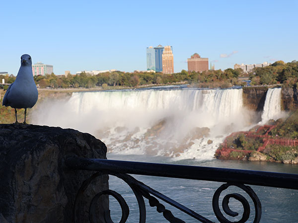 Bird in front of Niagara Falls