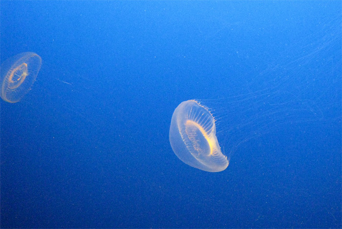 Jellyfish