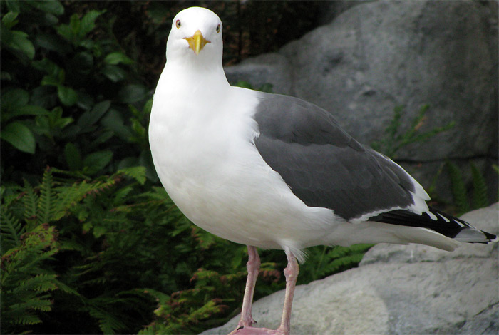 bird at Monterey Bay Aquarium