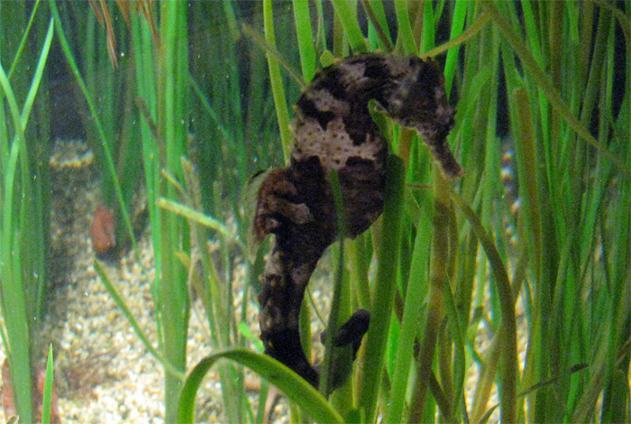 Sea Horse at Monterey Bay Aquarium