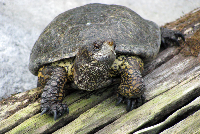 Turtle at Monterey Bay Aquarium