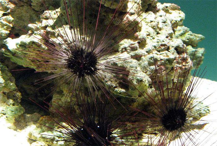 One Fish in tank at Monterey Bay Aquarium