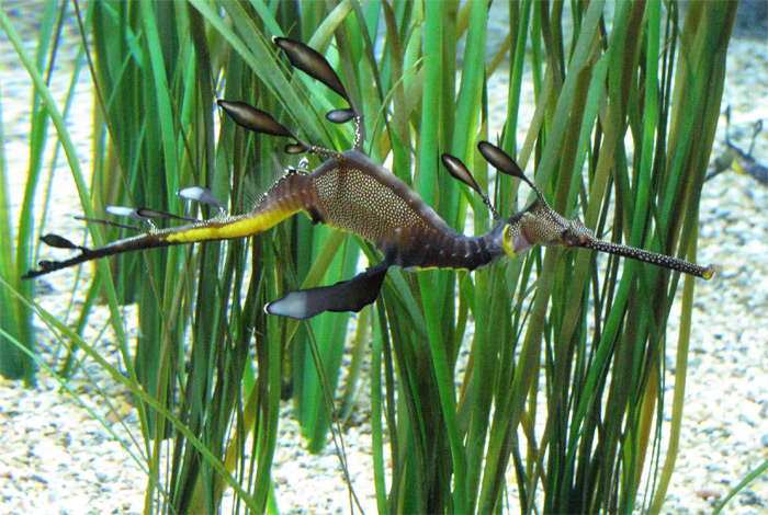 Monterey Bay Aquarium fish exhibit