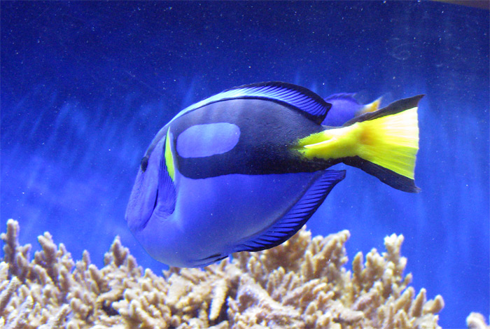 Fish swim at Monterey Bay Aquarium