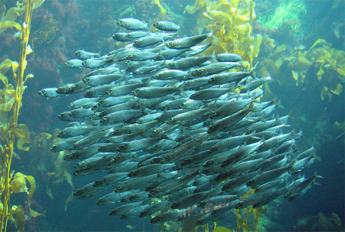 School of Fish