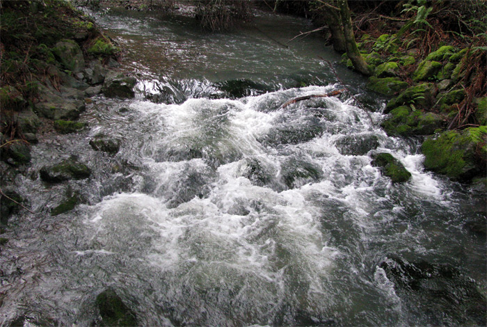 Stream in Muir Woods