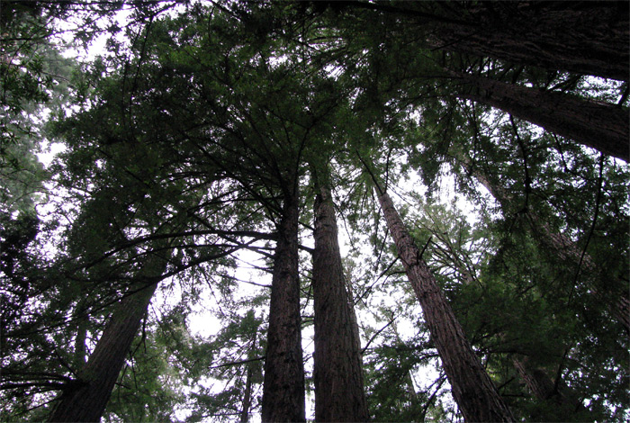 Muir Woods in afternoon