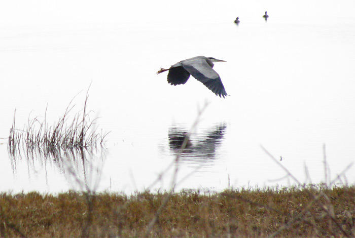 Bird flying