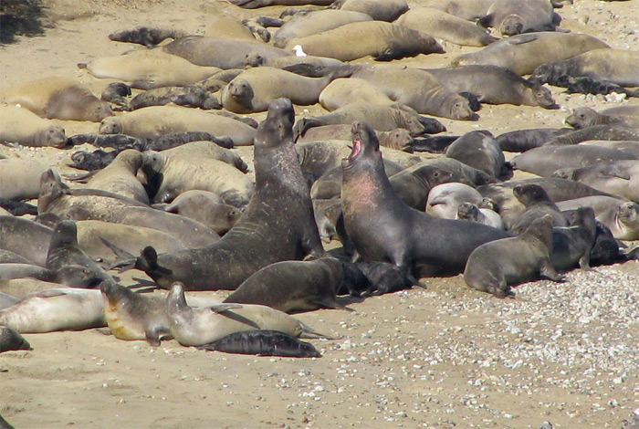 Sea Lions on beach