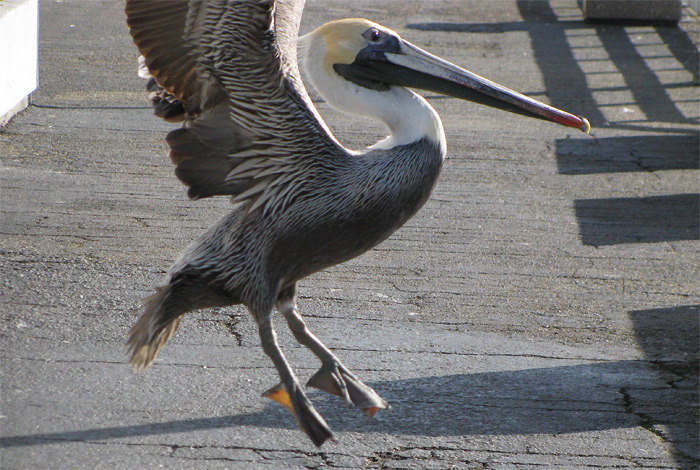 Bird taking off in Santa Cruz