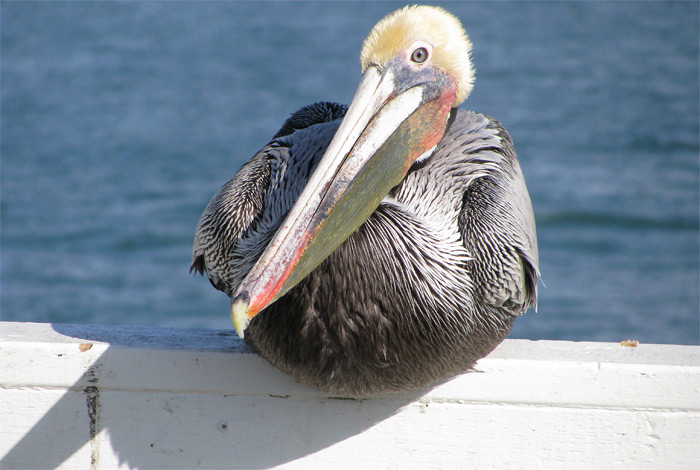bird sitting in Santa Cruz
