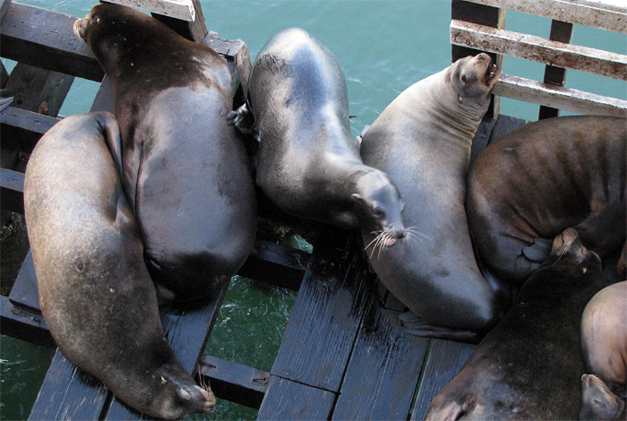 Sea Lions in Santa Cruz