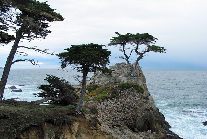 Trees on Seventeen Mile Drive