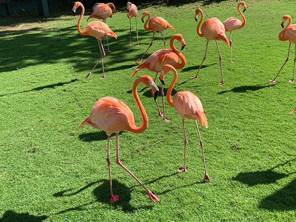 Pelicans