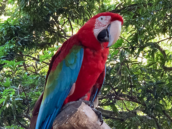 Bird on perch