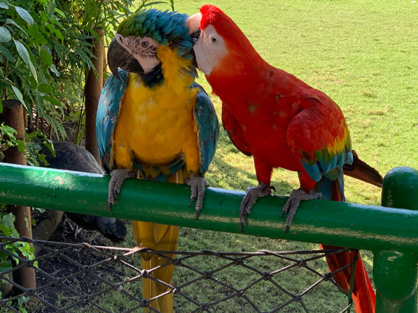 Two birds on a fence