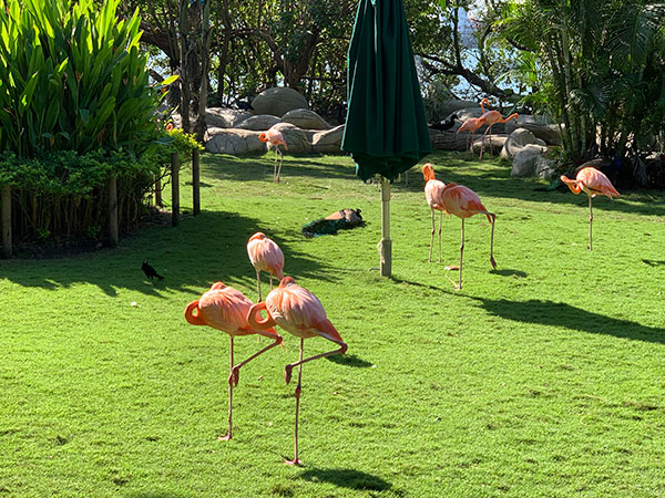 Pink flamingos