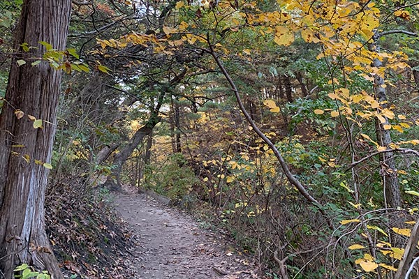 Path through trees