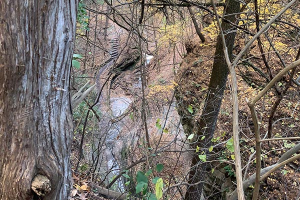 Valley obscured by tree branches