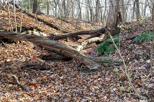 Fallen trees