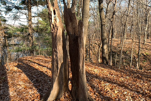 Decaying tree stump