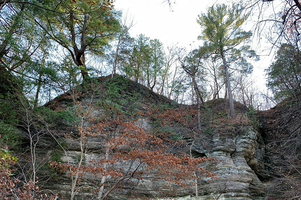 Trees growing on top of cliffs