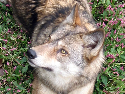 Wolf laying in grass