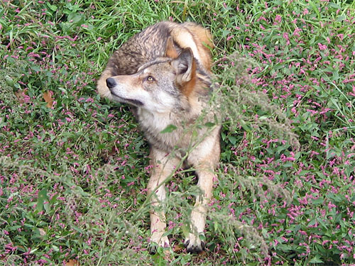 Closeup of wolf sitting patiently