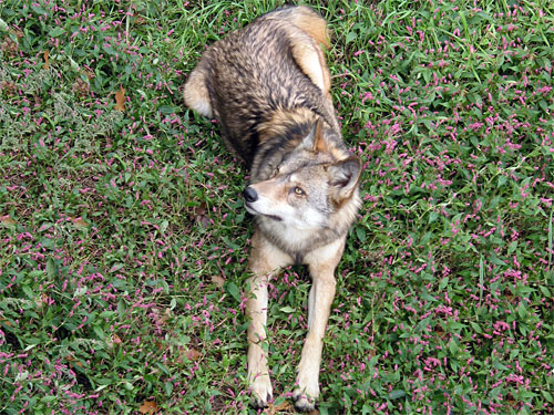 wolf sits patiently