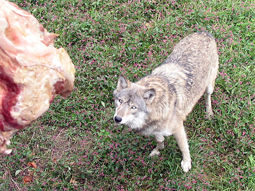 Wolf gets food dropped from above