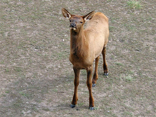 Deer looks forward