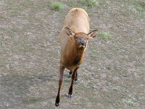 Deer walking forward